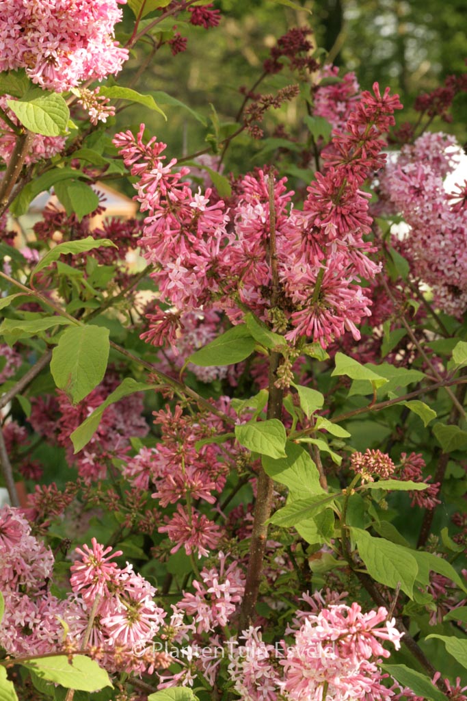 Syringa ‘Miss Canada’