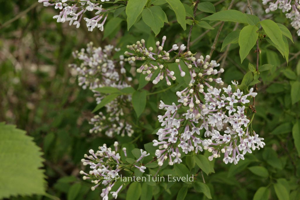Syringa chinensis
