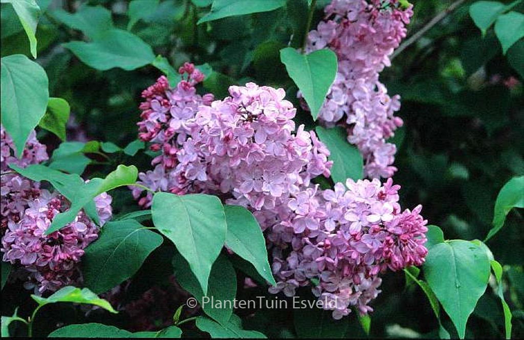 Syringa hyacinthiflora ‘Esther Staley’