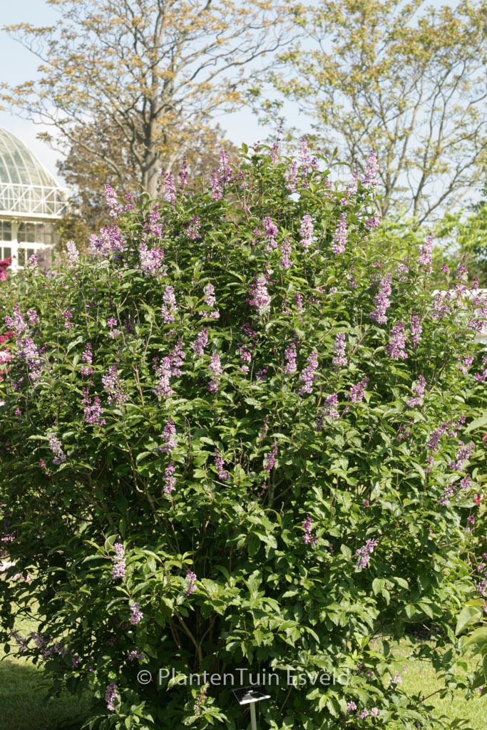 Syringa josikaea
