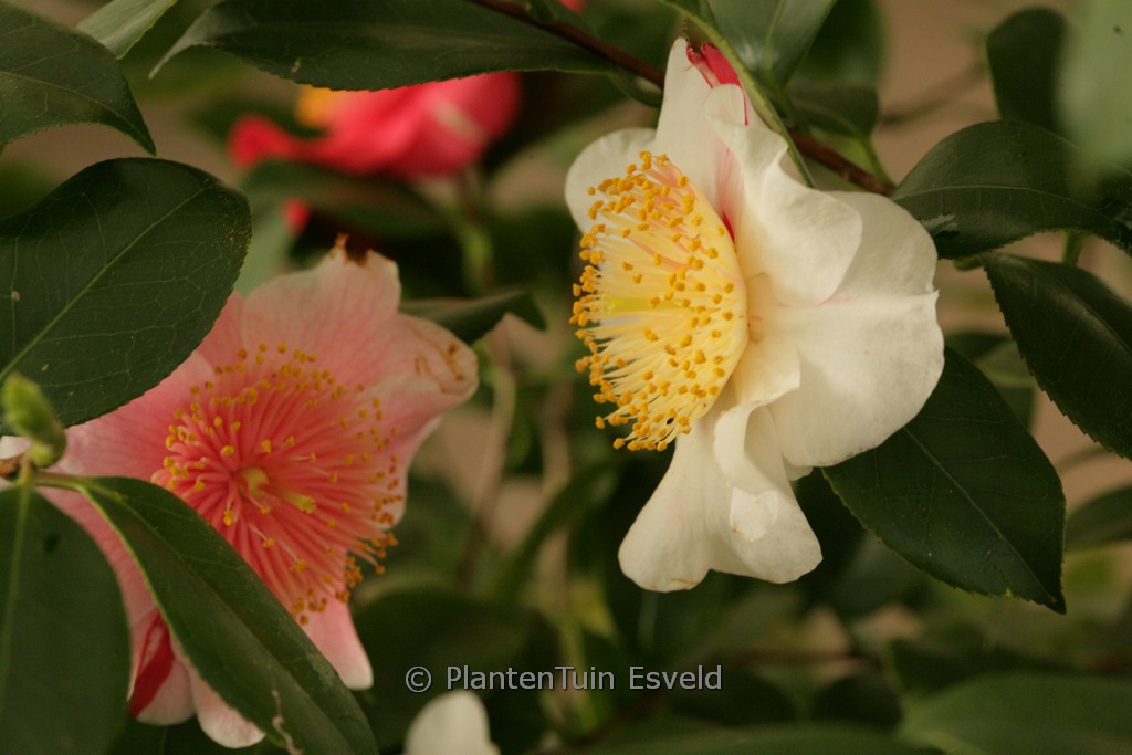 Syringa julianae ‘George Eastman’