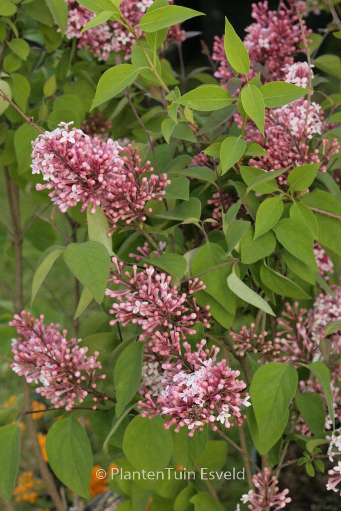 Syringa microphylla ‘Superba’