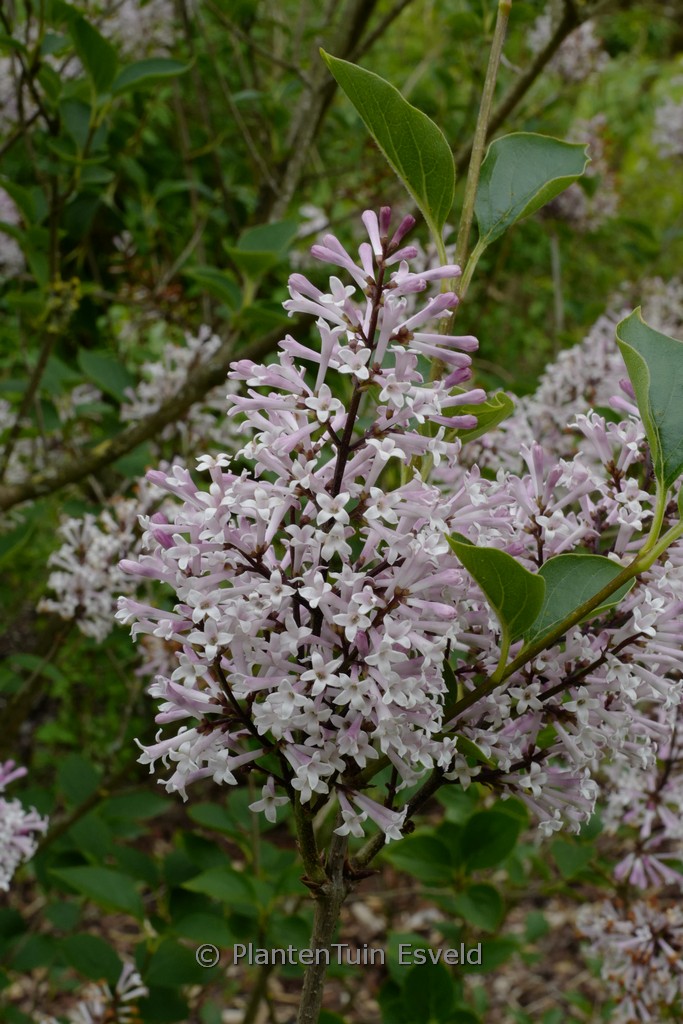 Syringa patula ‘De Belder’