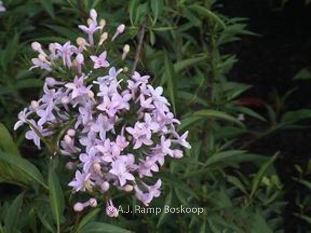 Syringa persica