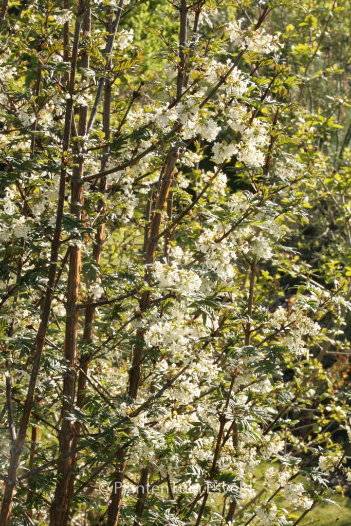 Syringa pinnatifolia
