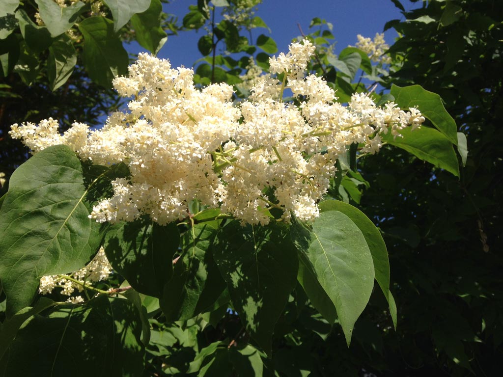 Syringa reticulata ‘City of Toronto’