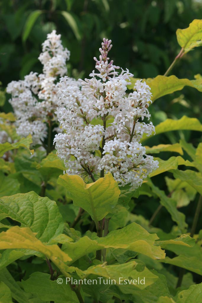 Syringa villosa ‘Aurea’