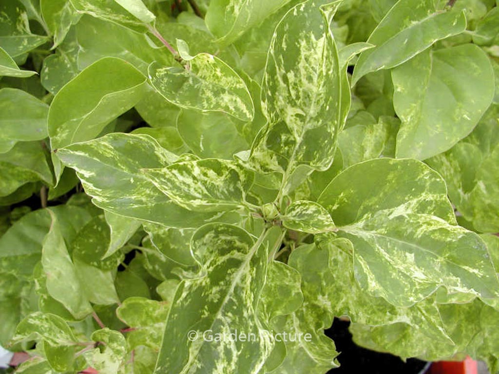 Syringa vulgaris ‘Aucubifolia’