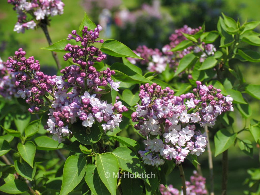 Syringa vulgaris ‘General Pershing’