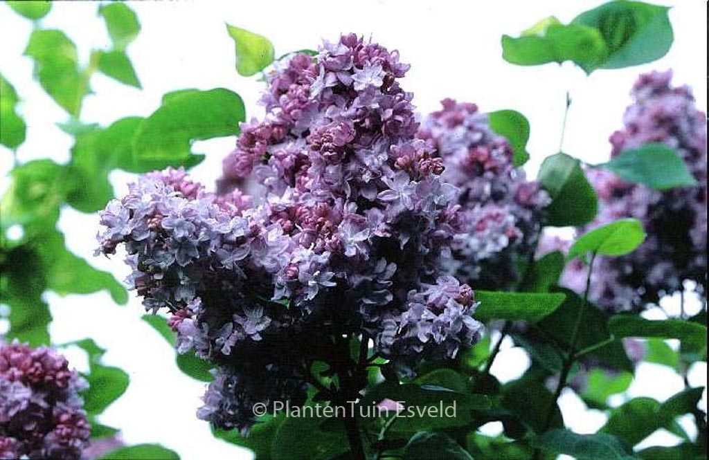 Syringa vulgaris ‘Katherine Havemeyer’
