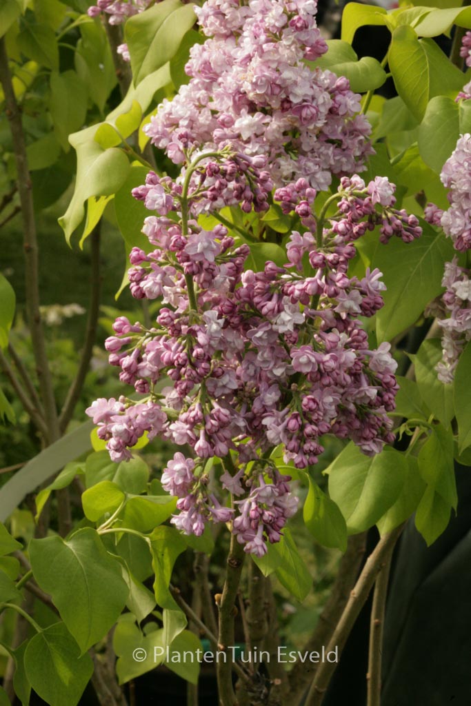 Syringa vulgaris ‘Michel Buchner’