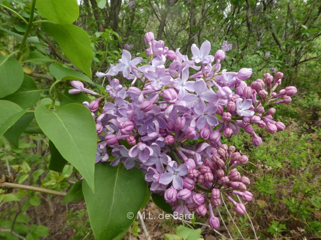 Syringa vulgaris ‘Mirabeau’