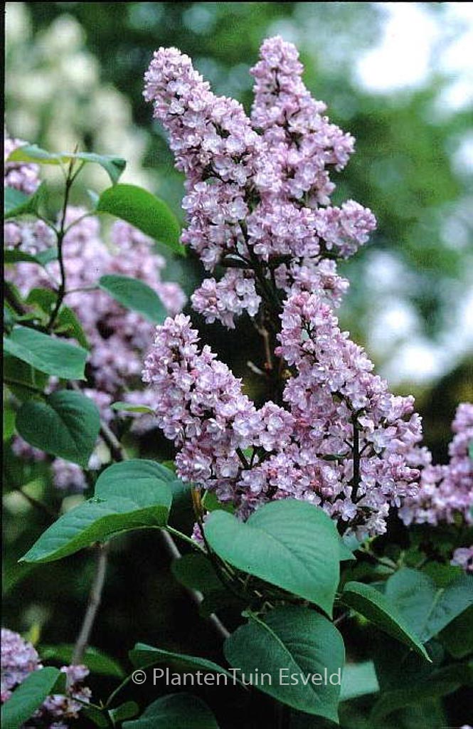 Syringa vulgaris ‘Mme Antoine Buechner’