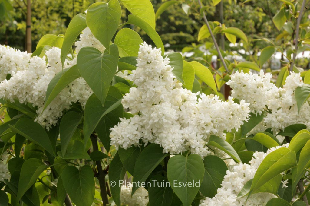 Syringa vulgaris ‘Mme Lemoine’