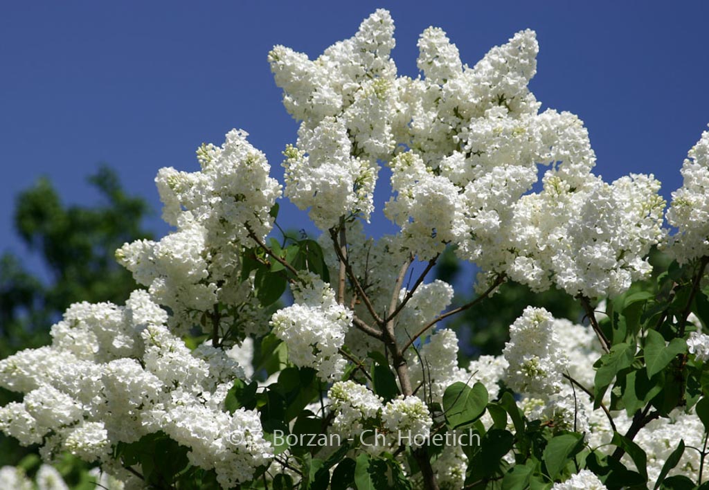 Syringa vulgaris ‘Mont Blanc’