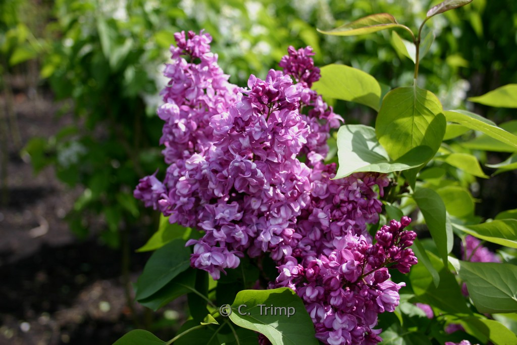 Syringa vulgaris ‘Mrs. Edward Harding’