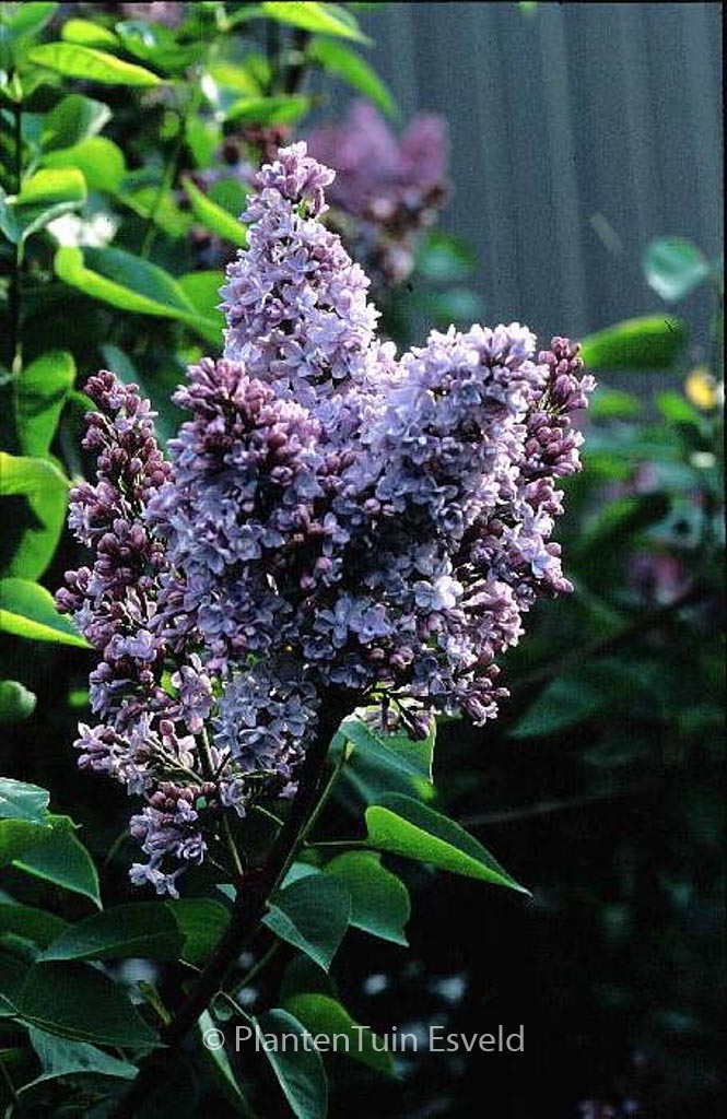 Syringa vulgaris ‘Olivier de Serres’