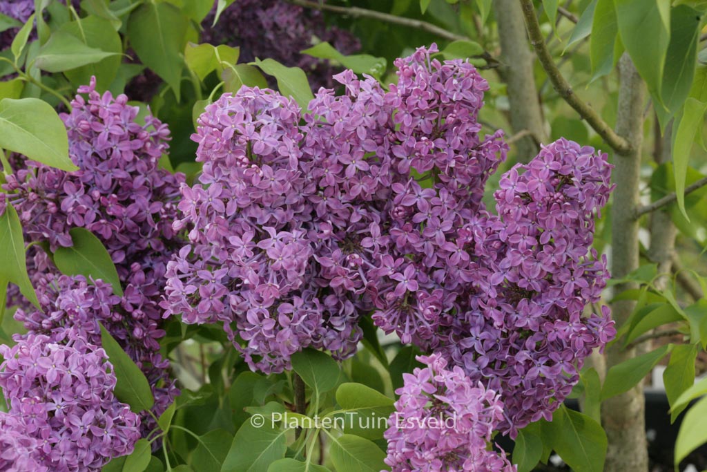 Syringa vulgaris ‘Ruhm von Horstenstein’