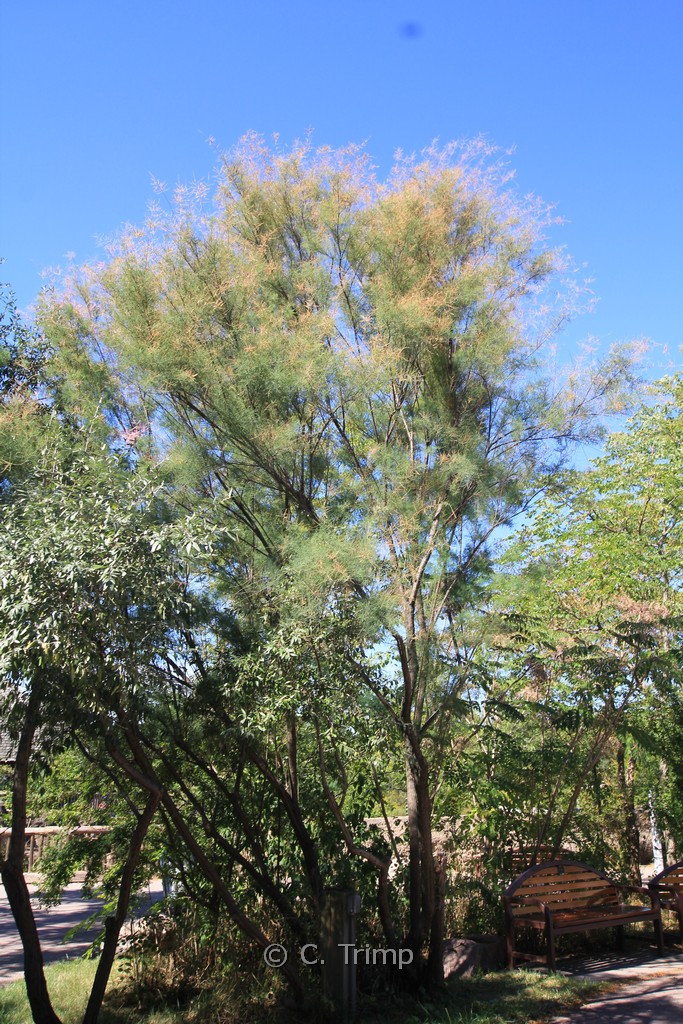 Tamarix parviflora