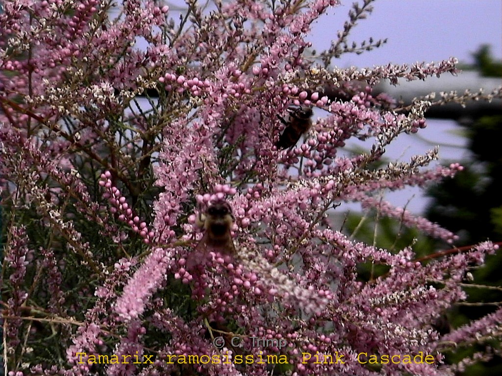 Tamarix ramosissima ‘Pink Cascade’