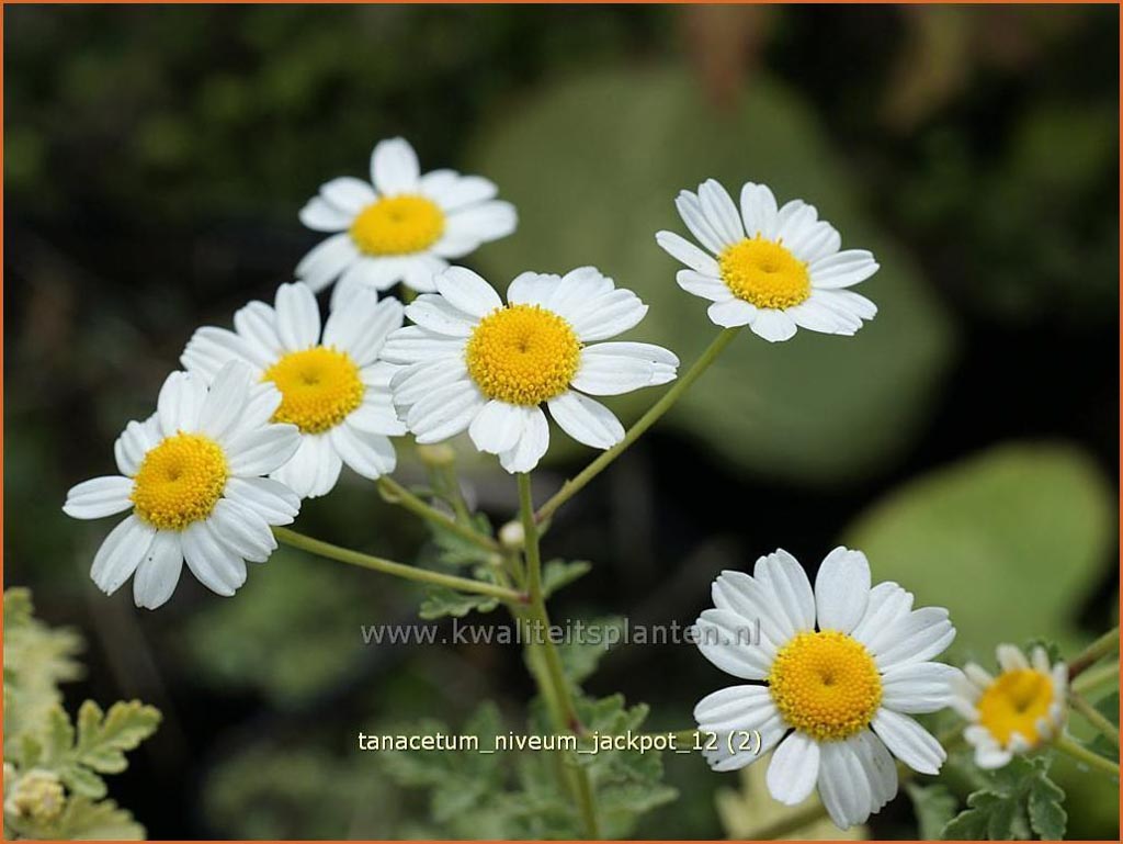 Tanacetum niveum ‘Jackpot’