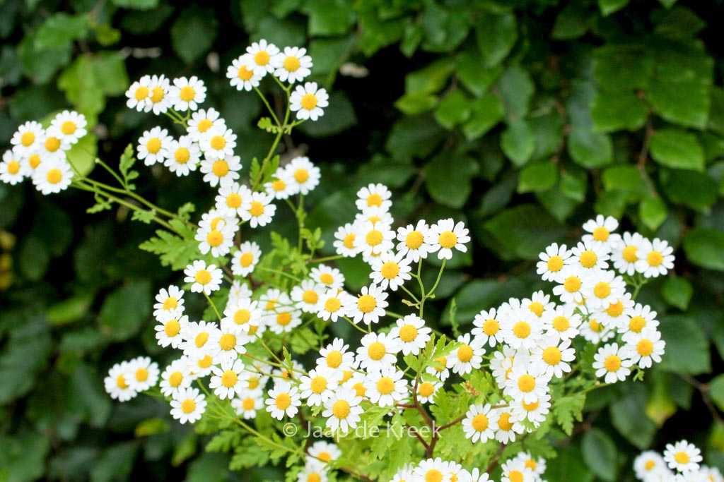 Tanacetum parthenium