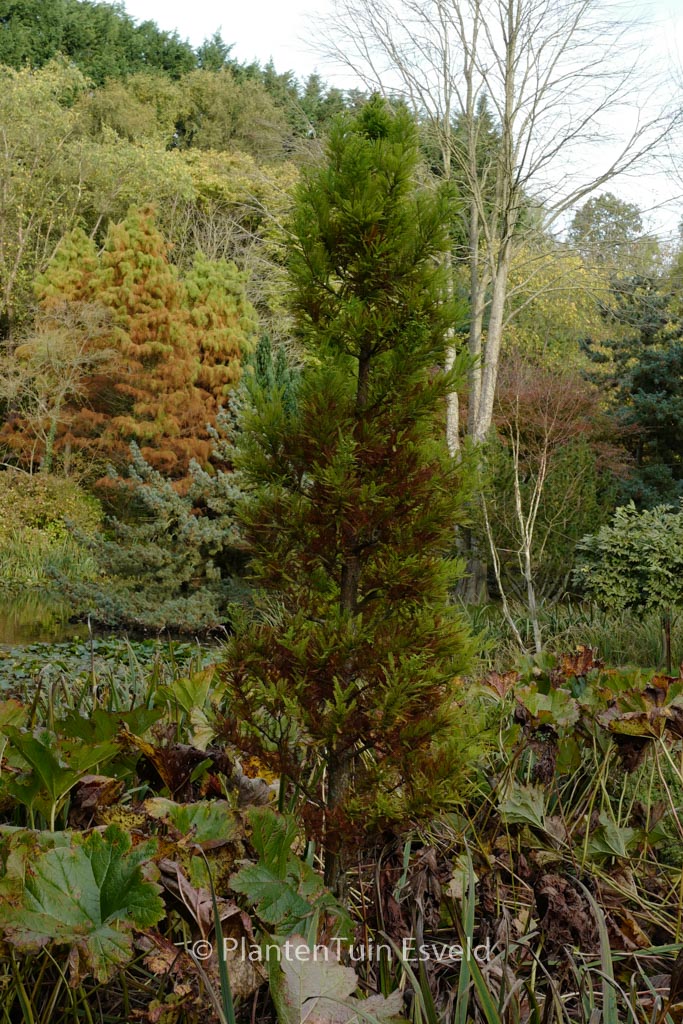 Taxodium distichum ‘Peve Minaret’