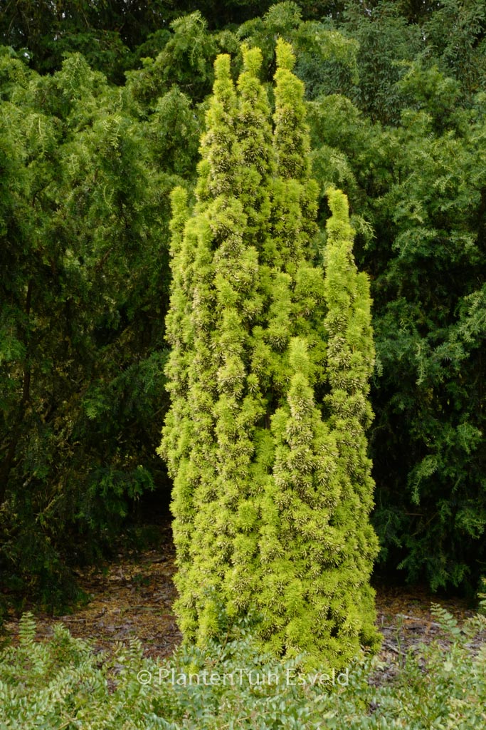 Taxus baccata ‘David’