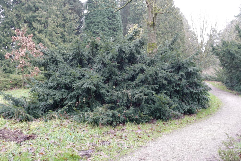 Taxus baccata ‘Repandens’