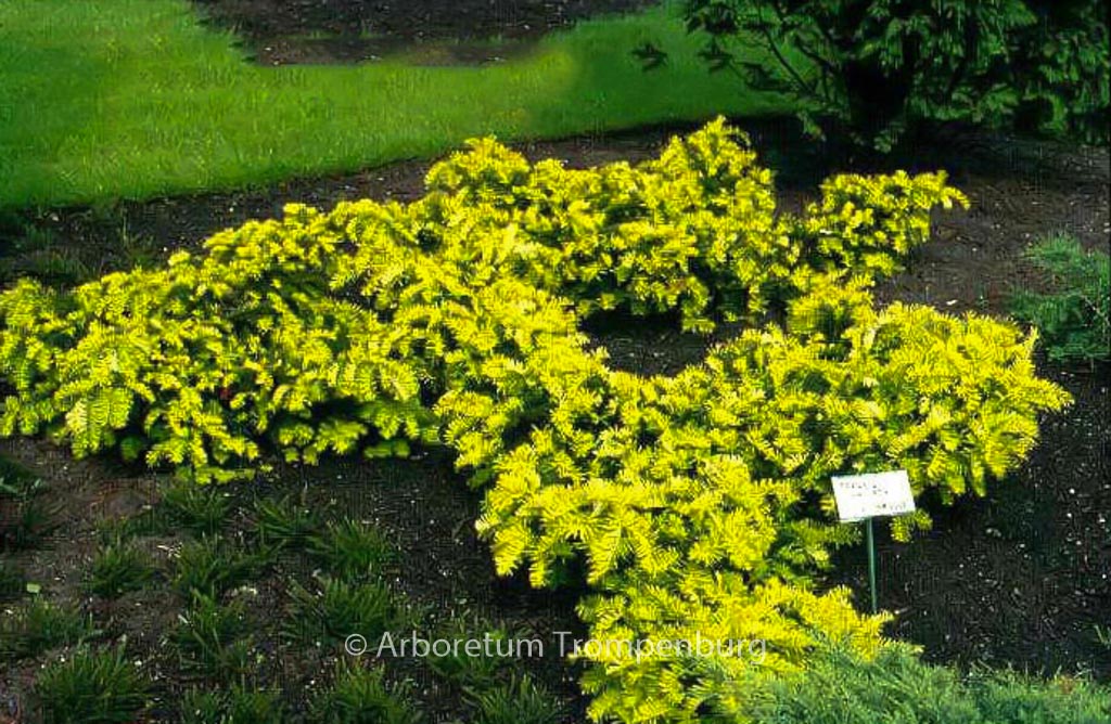 Taxus baccata ‘Summergold’