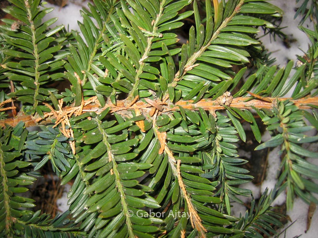 Taxus hunnewelliana