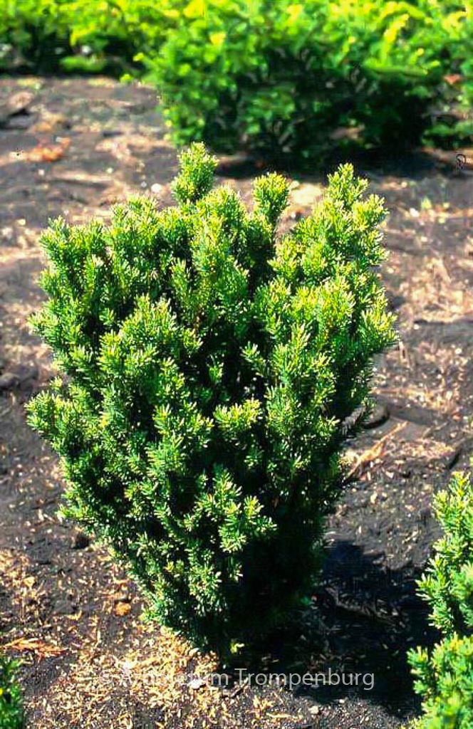 Taxus media ‘Hillii’