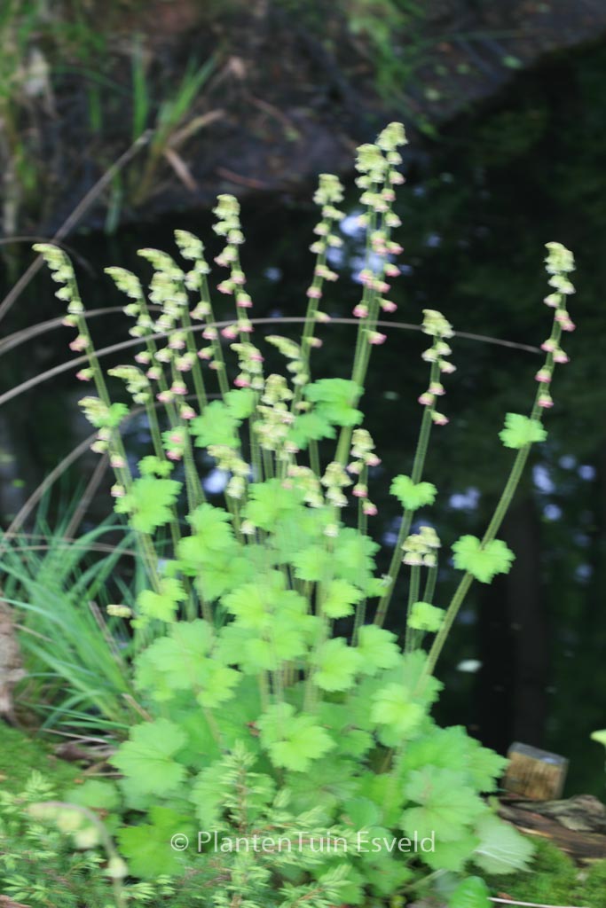Tellima grandiflora ‘Forest Frost’