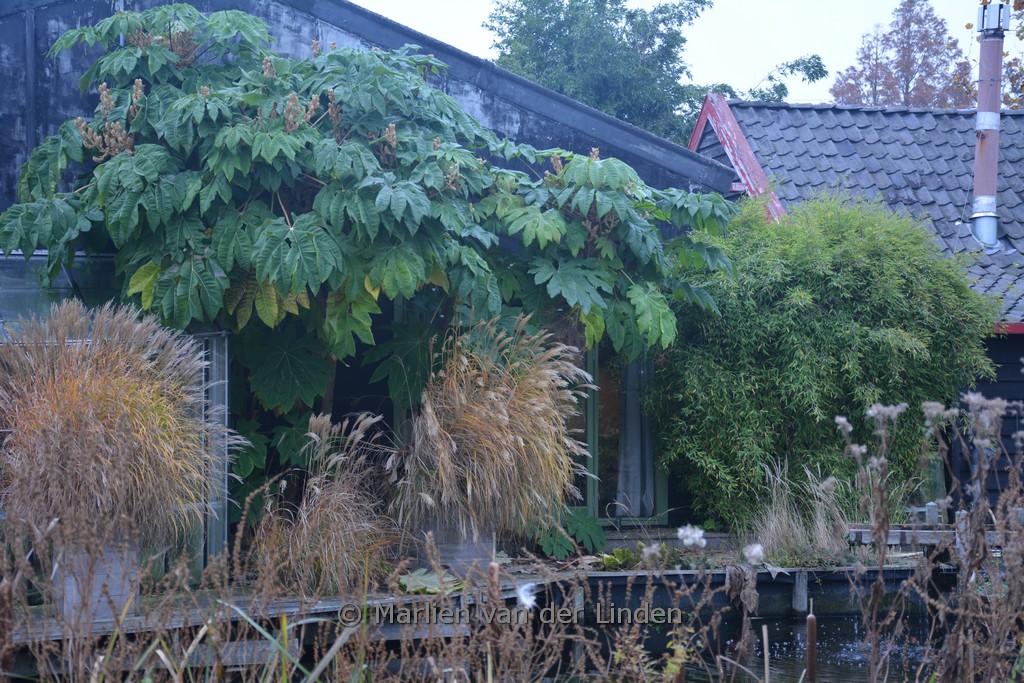 Tetrapanax papyrifer ‘Rex’