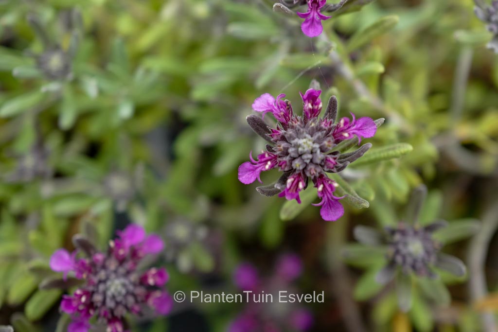 Teucrium ackermerum