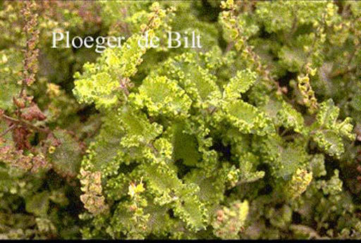 Teucrium scorodonia ‘Crispum’