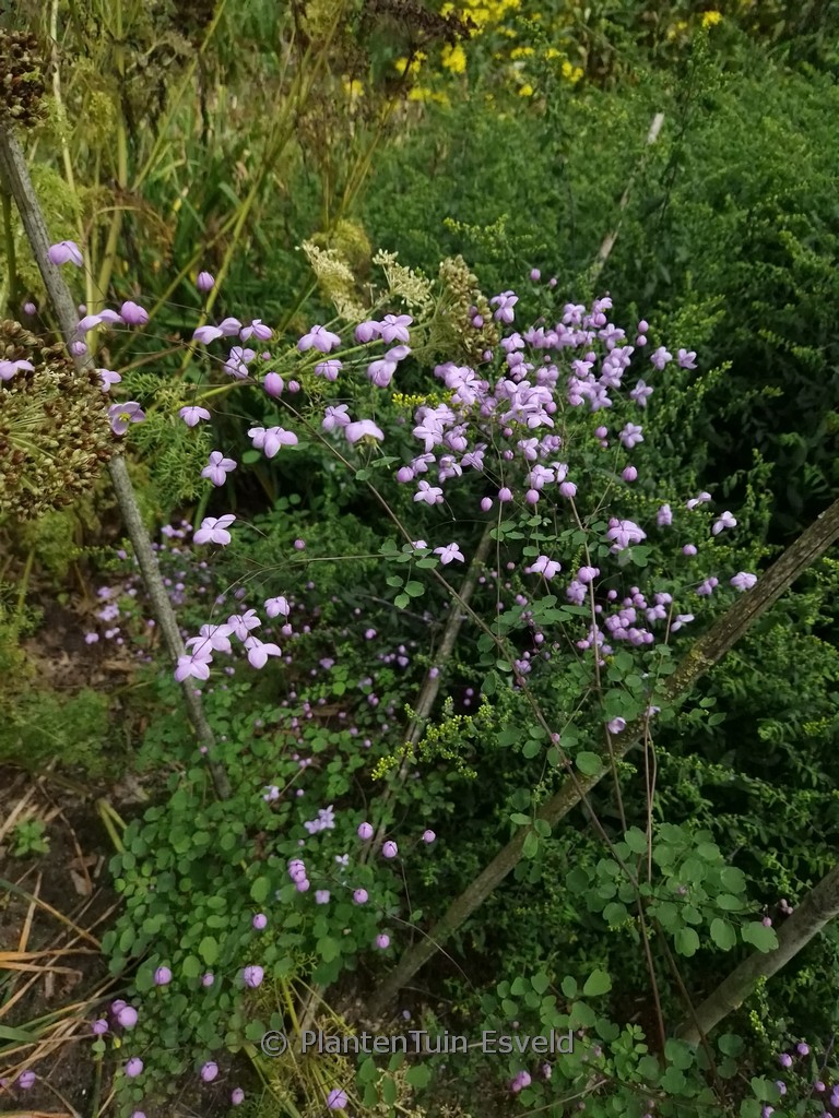 Thalictrum delavayi ‘Splendide’
