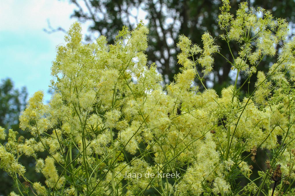 Thalictrum lucidum