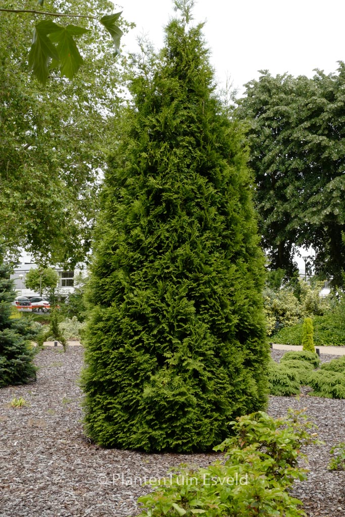 Thuja occidentalis ‘Brabant’