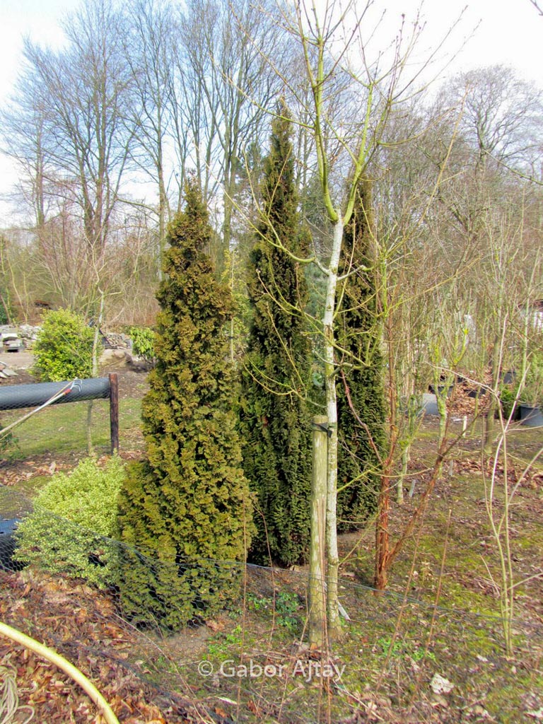 Thuja occidentalis ‘Brobeck’s Tower’