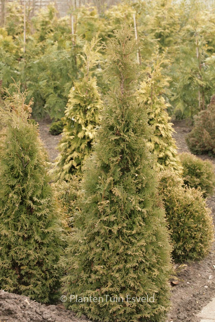 Thuja occidentalis ‘Pyramidalis Compacta’