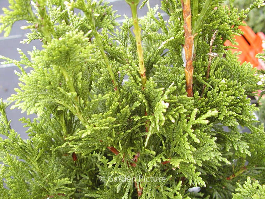 Thuja plicata ‘Can-Can’