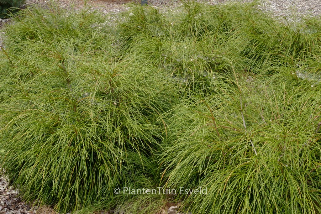Thuja plicata ‘Whipcord’