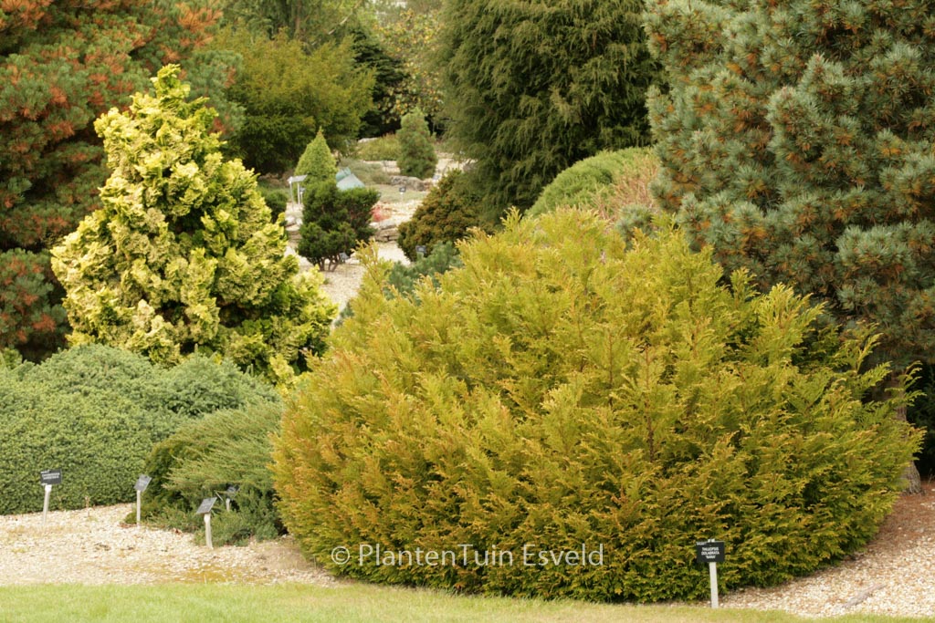 Thujopsis dolabrata ‘Nana’