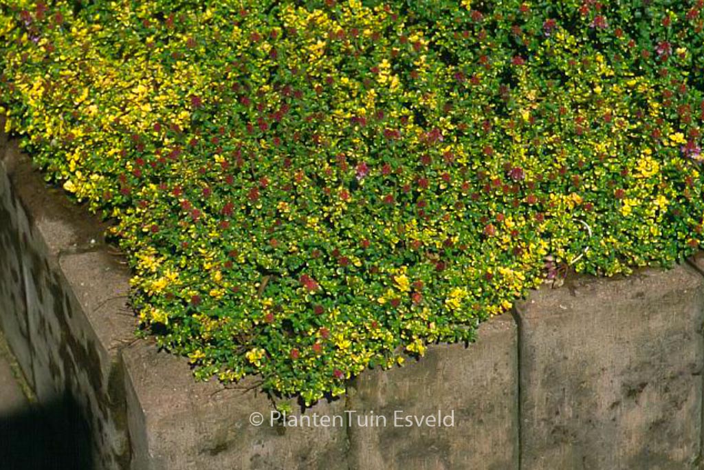 Thymus ‘Doone Valley’