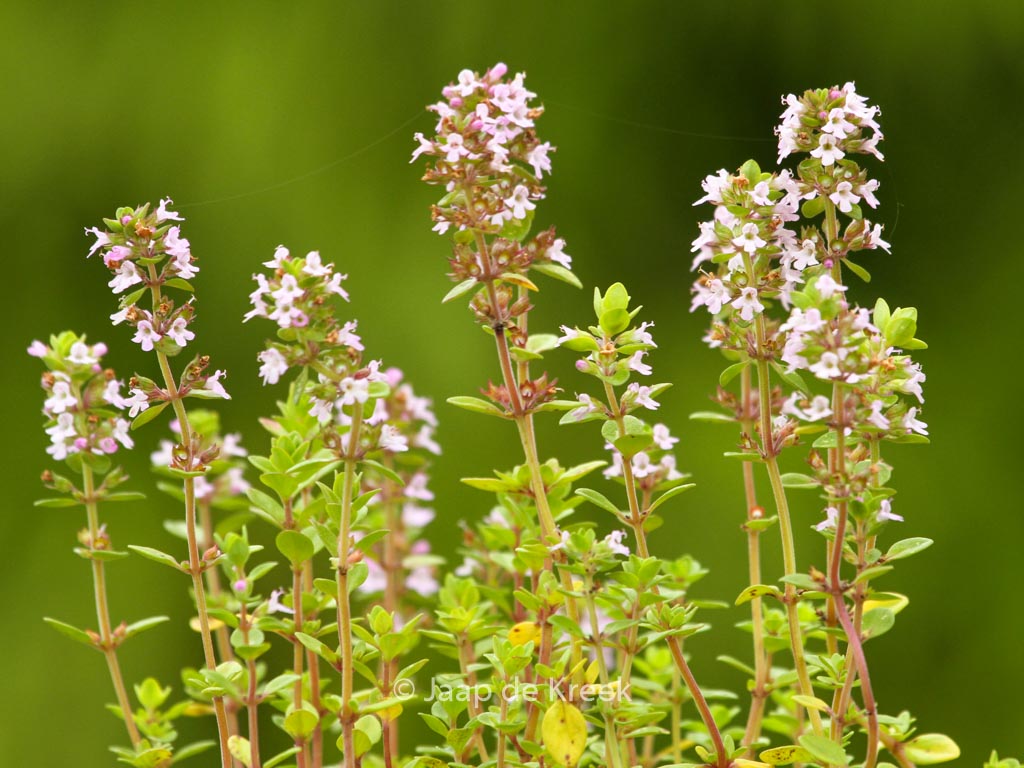 Thymus citriodorus ‘Lemon Green’
