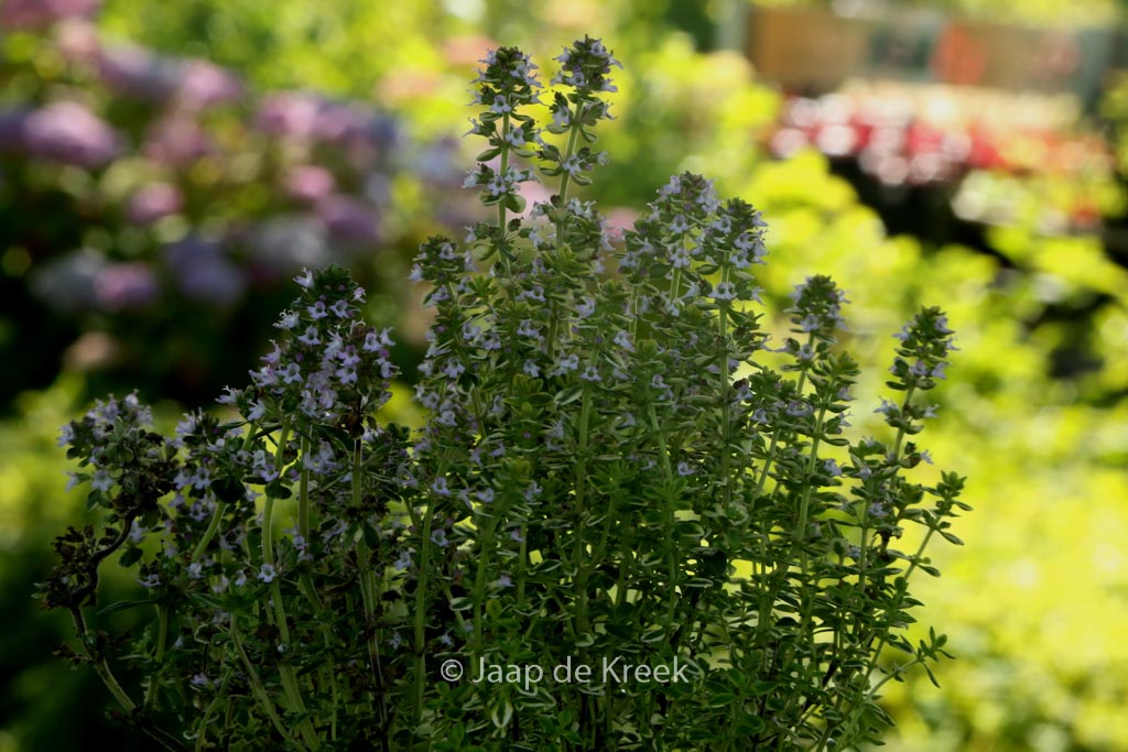 Thymus citriodorus ‘Lemon Variegated’