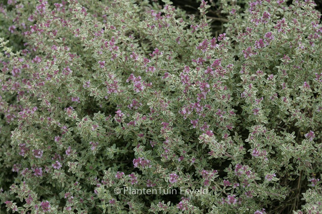 Thymus citriodorus ‘Silver Queen’