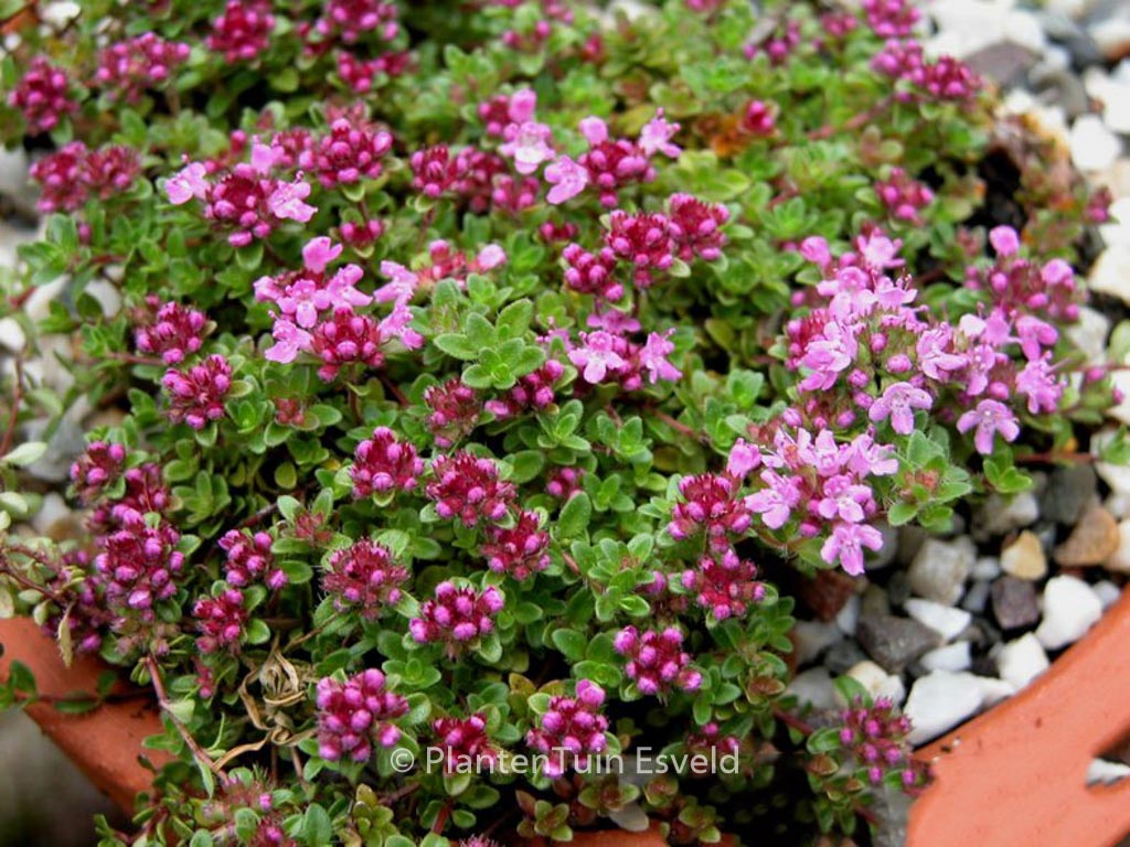 Thymus praecox ‘Coccineus’