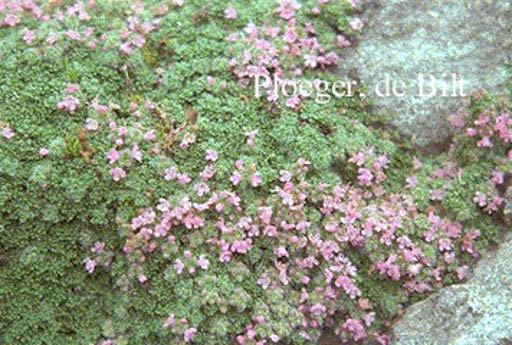 Thymus praecox ‘Minor’